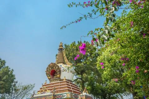 Flowering tree in the Park of the monastery Kopan, Kathmandu, Nepal. Stock Photos