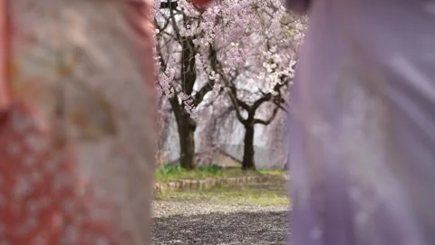 Flowering Tree Path Between Out-of-Focus Kimono Figures Stock-Footage 344862345
