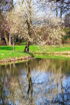 Flowering tree Stock Photos