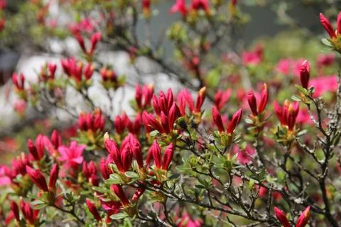 Flowering tree Stock Photos