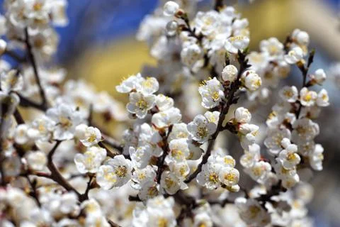 Flowering tree Foto stock