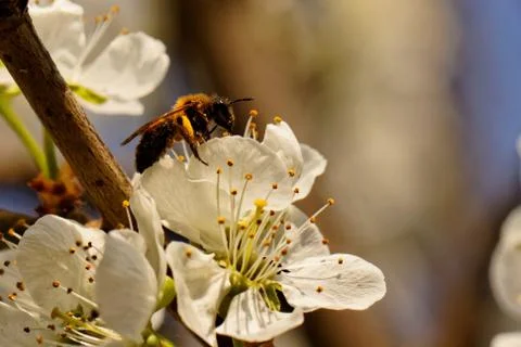 Flowering tree Stock Photos