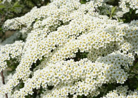 Flowering tree Stock Photos