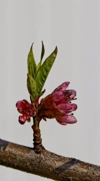 Flowering tree Stock Photos