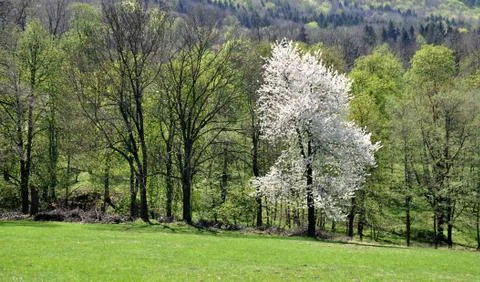 Flowering tree Stock Photos