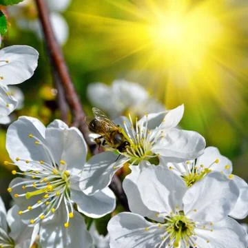 Flowering tree Stock Photos