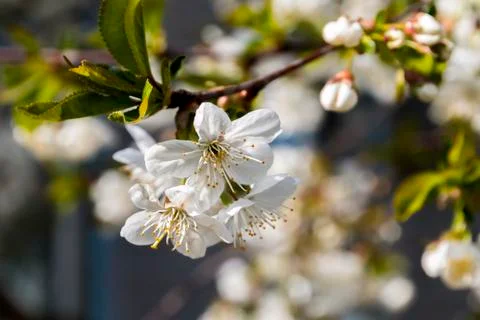 Flowering tree Stock-Fotos
