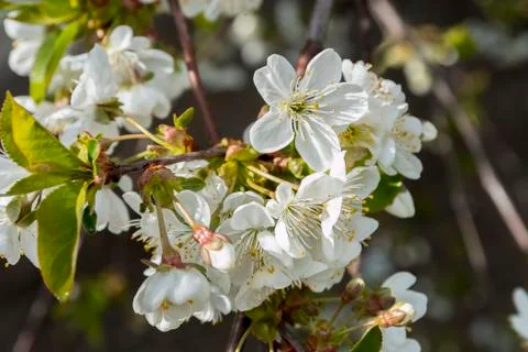 Flowering tree Stock-Fotos