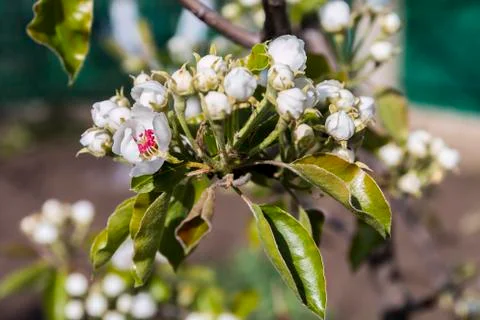Flowering tree Stock-Fotos