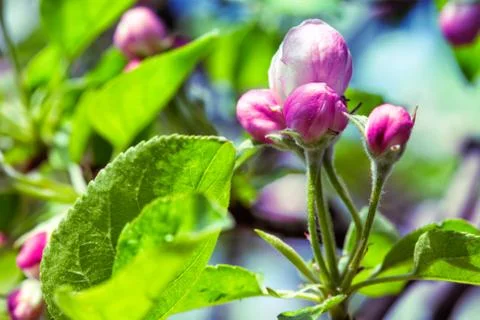 Flowering tree Foto stock