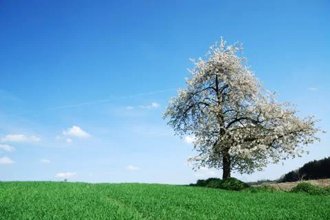 Flowering tree Stock Photos
