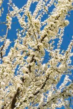 Flowering tree Stock-Fotos