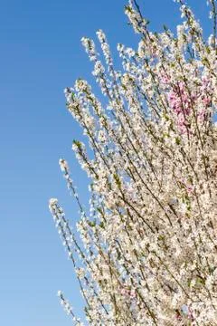Flowering tree Stock Photos