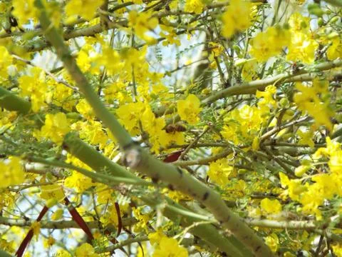Flowering Tree Stock Photos