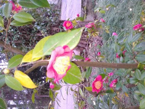 Flowering tree Foto stock