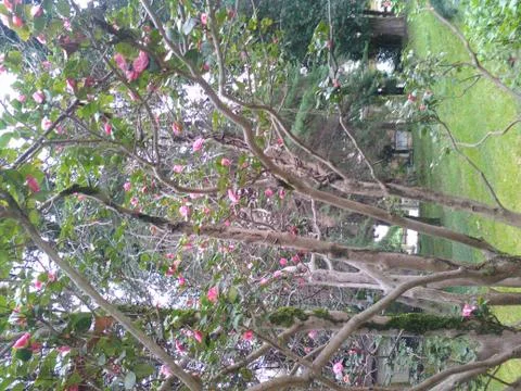 Flowering tree Foto stock