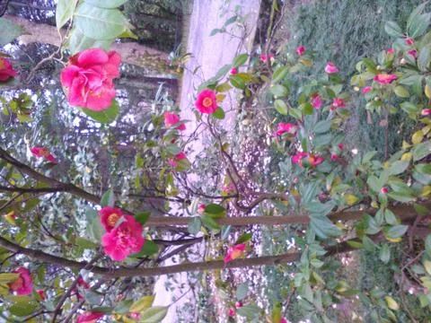 Flowering tree Foto stock