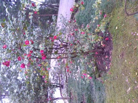 Flowering tree Stock Photos