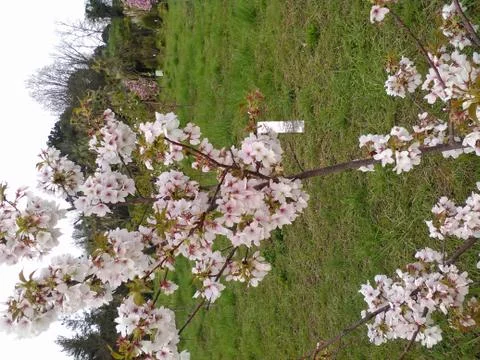 Flowering tree Foto stock