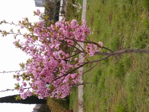 Flowering tree Foto stock