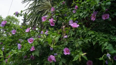 The flowering tree Stock Photos
