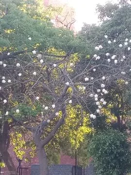 Flowering tree Stockfoto's