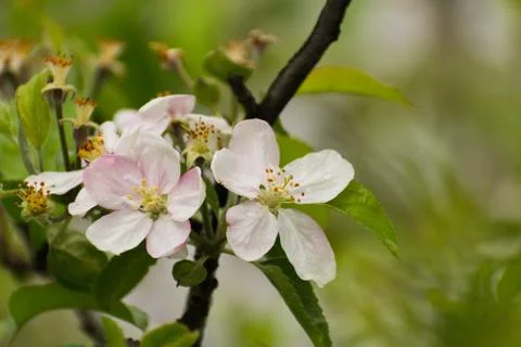 Flowering tree Foto stock