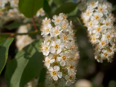 Flowering tree Stock Photos