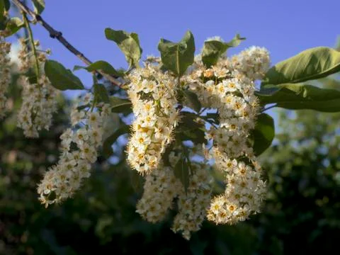 Flowering tree Stock Photos