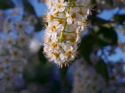 Flowering tree Stock Photos