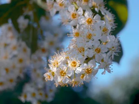 Flowering tree Stock Photos