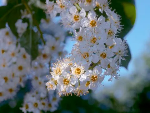 Flowering tree Stock Photos