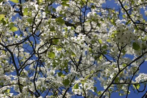 Flowering Tree Stock Photos