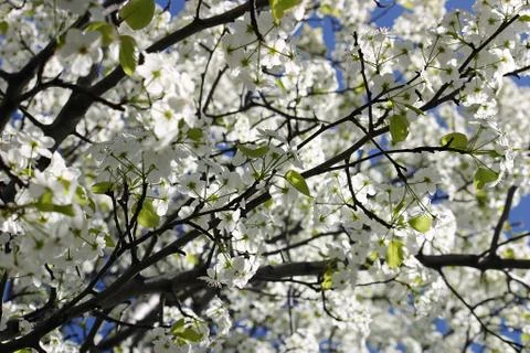 Flowering Tree Stock Photos
