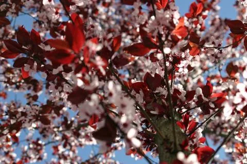 Flowering Tree Stock Photos