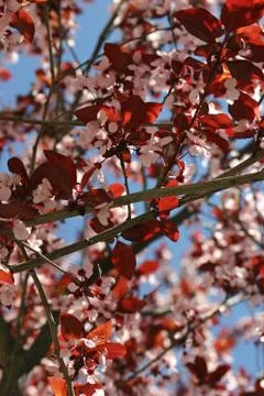 Flowering Tree Stock Photos