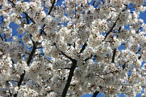 Flowering Tree Stock Photos