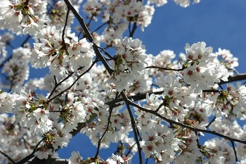 Flowering Tree Stock Photos