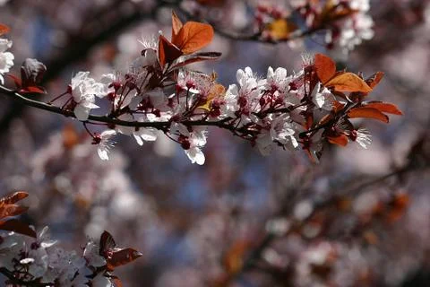 Flowering Tree Stock Photos