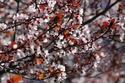 Flowering Tree Stock Photos