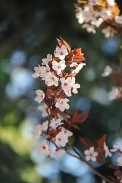 Flowering tree Stock Photos