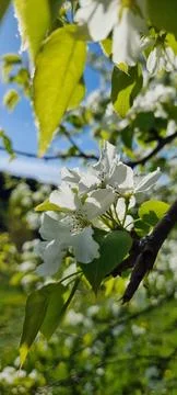 Flowering tree Stock Photos