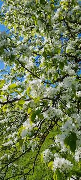 Flowering tree 스톡 사진