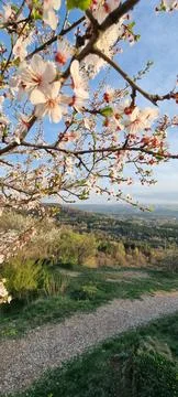 Flowering tree 스톡 사진