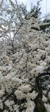 Flowering tree Stock Photos