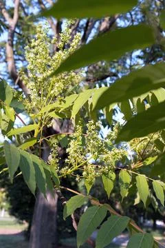 Flowering on a tree Stock Photos