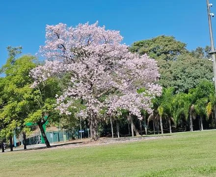 Flowering tree Stock Photos