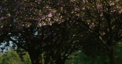 Flowering tree with pink blossoms Stock Footage 333004280