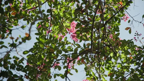 A Flowering Tree in Slow Motion 2 Stock Footage 209394775