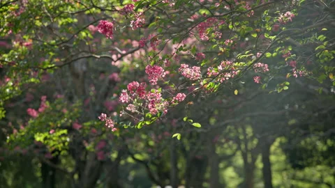A Flowering Tree in Slow Motion Stock Footage 209393169